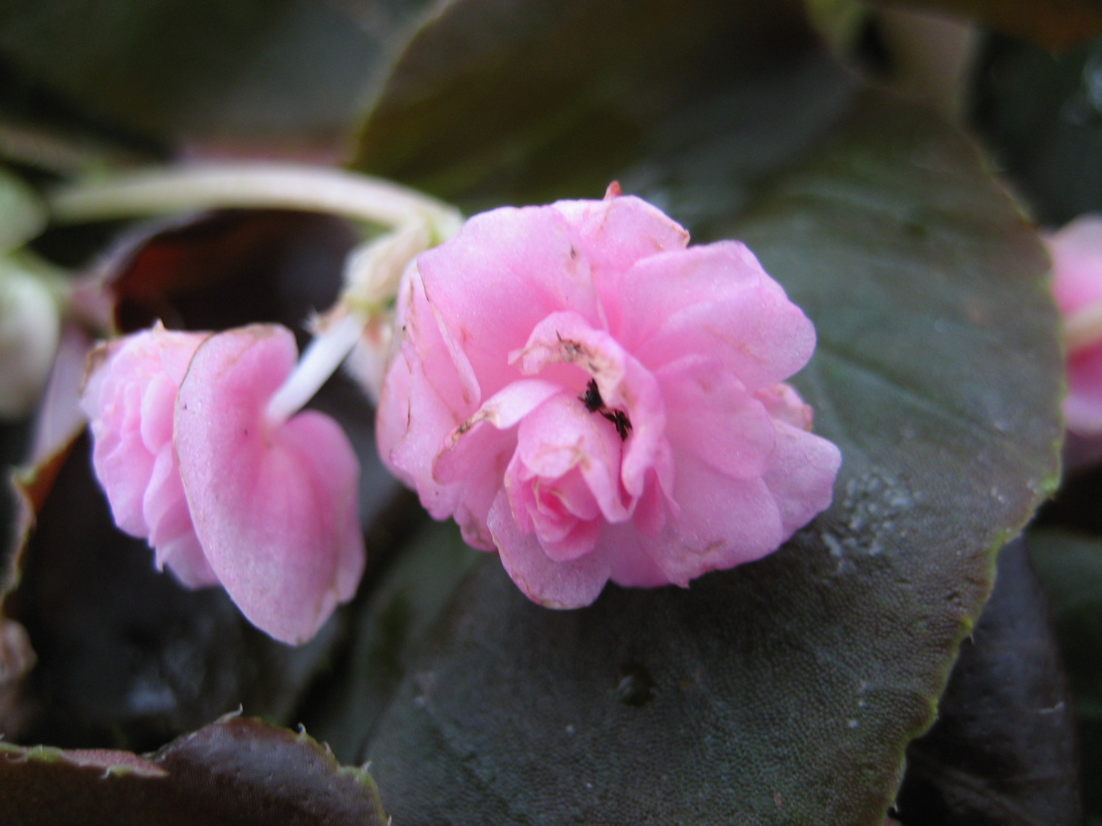 B. ‘Doublet Pink’